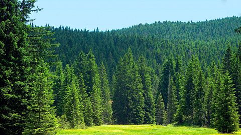 Правовое регулирование использования лесов, учет древесины и сделок с ней